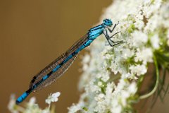 2013-08-31_33_Azurjungfer_4130_RH