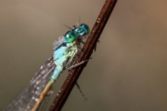 2013-08-31_34_Azurjungfer_5856_RH