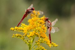 2013-08-31_36_Feuerlibelle_4285_RH