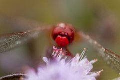 2013-08-31_37_Feuerlibelle_5596_RH