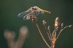 2013-08-31_38_Fruehe_Heidelibelle_4123_RH