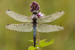 2013-08-31_41_Grosser_Blaupfeil_5612_RH