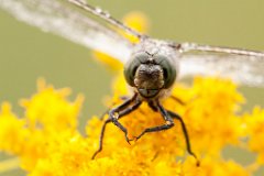 2013-08-31_42_Grosser_Blaupfeil_5700_RH