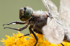 2013-08-31_43_Grosser_Blaupfeil_5728_RH