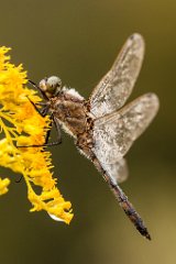 2013-08-31_44_Grosser_Blaupfeil_5830_RH