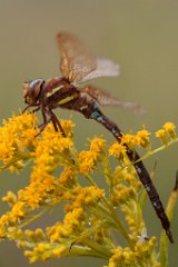 2013-08-31_45_Braune_Mosaikjungfer_5494_RH