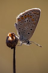 2013-08-31_46_Hauhechel-Blaeuling_4118_RH