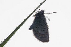 2013-08-31_47_Hauhechel-Blaeuling_5294_RH