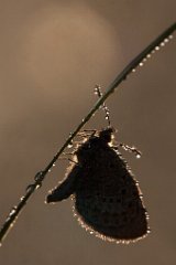 2013-08-31_48_Hauhechel-Blaeuling_5331_RH