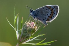 2013-08-31_49_Hauhechel-Blaeuling_5428_RH