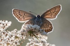 2013-08-31_50_Hauhechel-Blaeuling_5449_RH