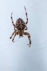 2013-08-31_52_Kreuzspinne_5487_RH