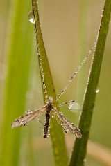 2013-08-31_53_Wiesenschnake_5769_RH