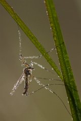 2013-08-31_55_Wiesenschnake_5820_RH