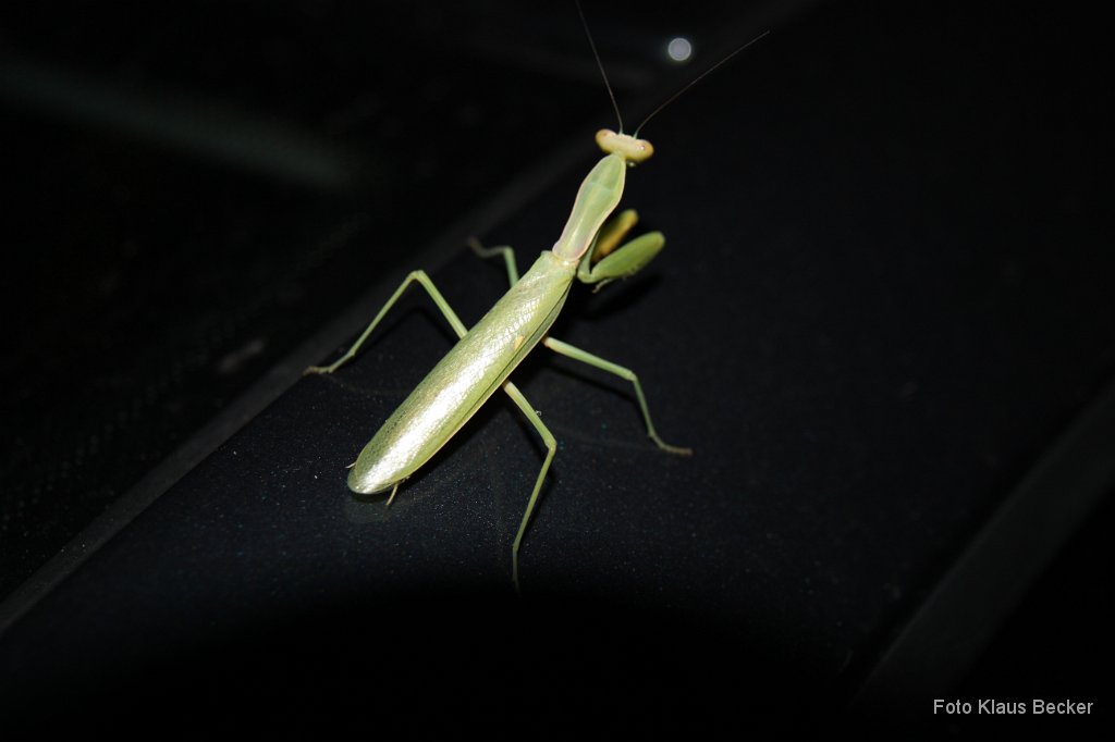 2013-09-04_005_Gottesanbeterin_KB.jpg