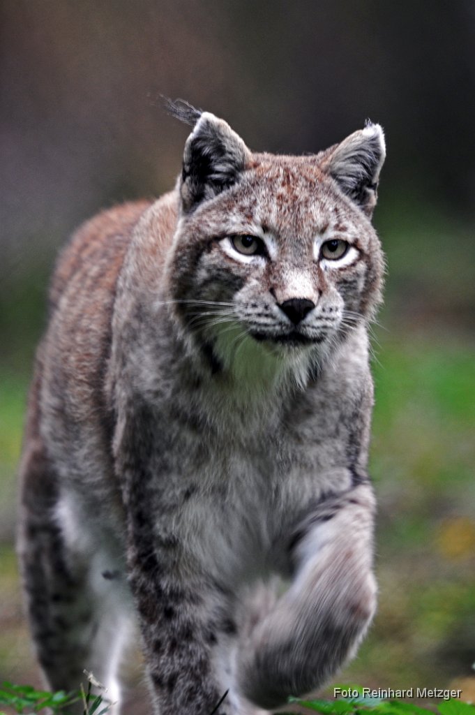 2013-09-30_22_Luchs_RM.jpg