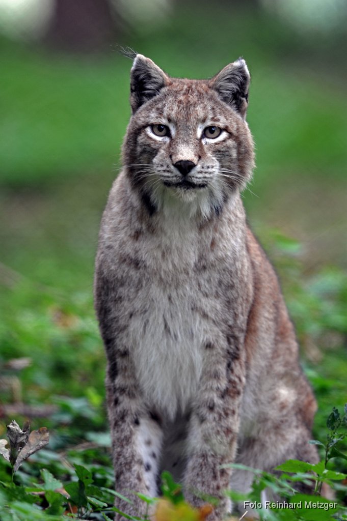 2013-09-30_23_Luchs_RM.jpg