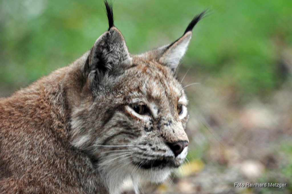 2013-09-30_24_Luchs_RM.jpg