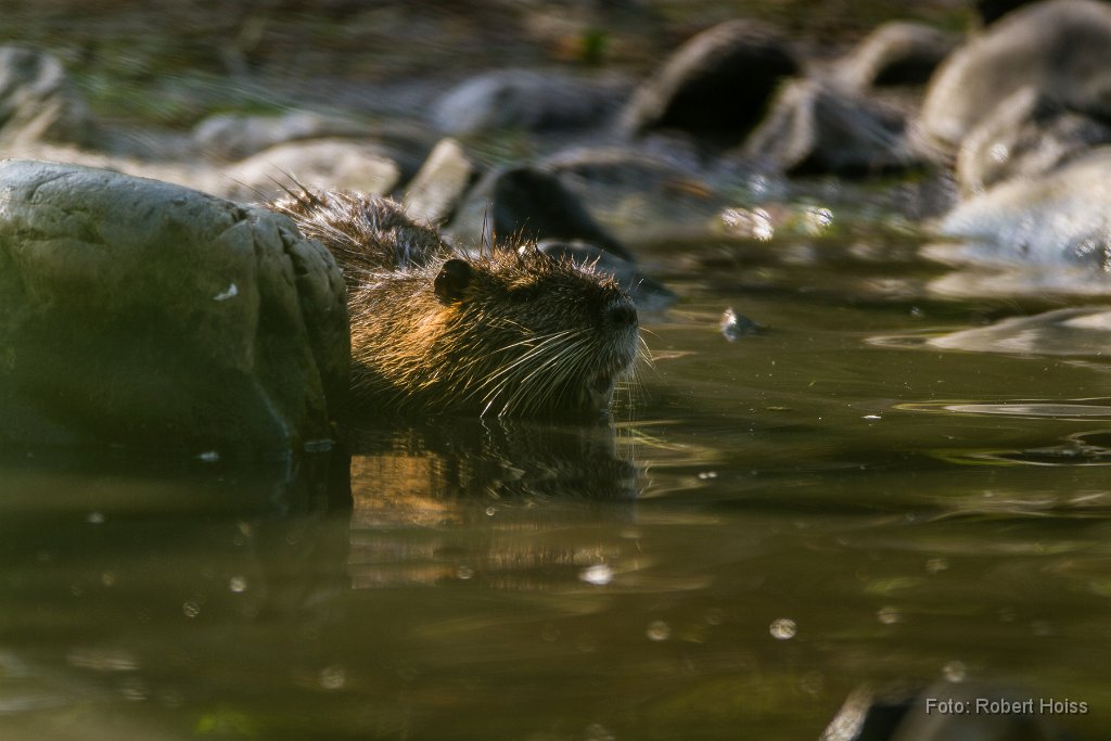 2013-09-31_06_Nutria_2242_RH.jpg