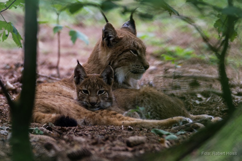 2013-09-31_10_Luchs_2745_RH.jpg