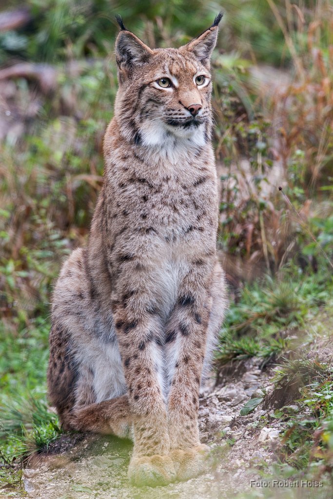 2013-09-31_25_Luchs_6991_RH.jpg