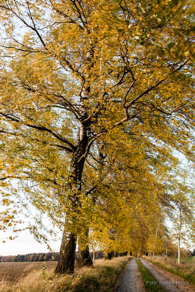 2013-10-31_33_Birkenallee_9411_RH.jpg