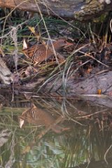 2014-01-31_01_Wasserralle_8345_RM