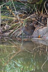 2014-01-31_02_Wasserralle_8349_RM