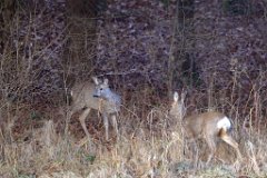 2014-01-31_03_Rehe_0140_RM