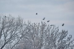 2014-01-31_06_Voegel_8519_RM