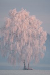 2014-01-31_08_Reif_8530_RM