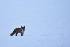 2014-01-31_10_Fuchs_0371_RM