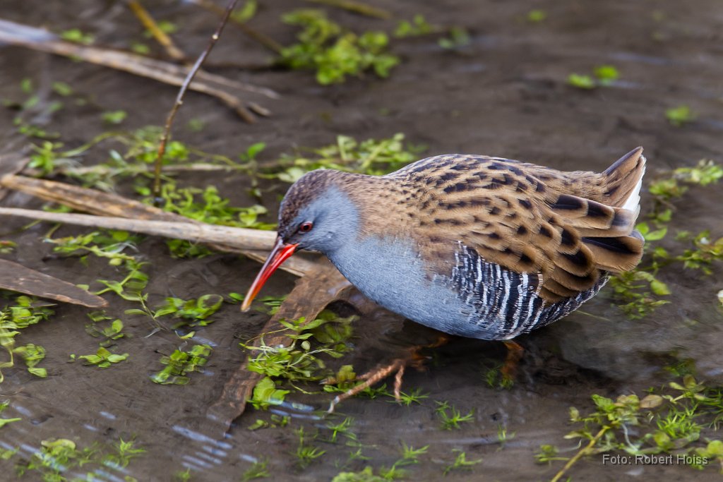 2014-02-31_04_Wasserralle_9742_RH.jpg