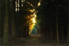 2014-03-10_Wald_am_Windrad_MP