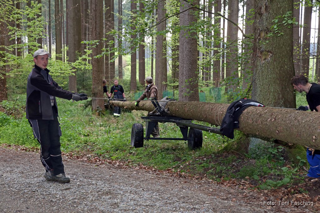 2014-04-29_41_Maibaum_holen_TF.JPG
