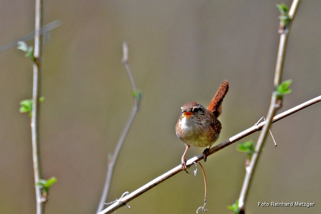 2014-04-30_02_Zaunkoenig_1664_RM.jpg