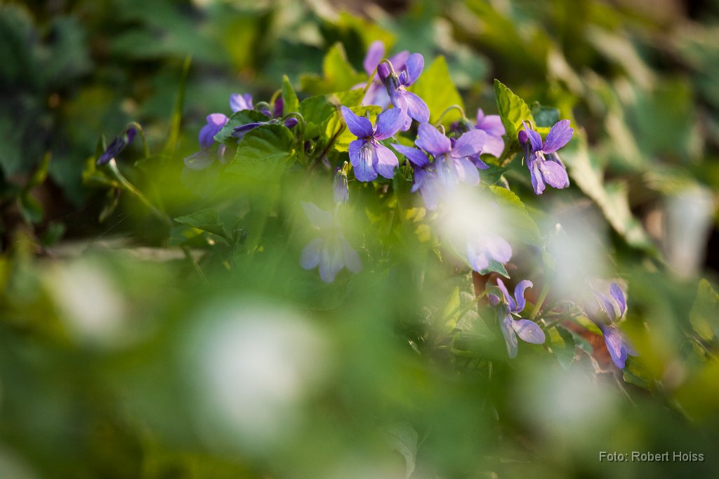 2014-04-31_08_Veilchen_8006_RH.jpg