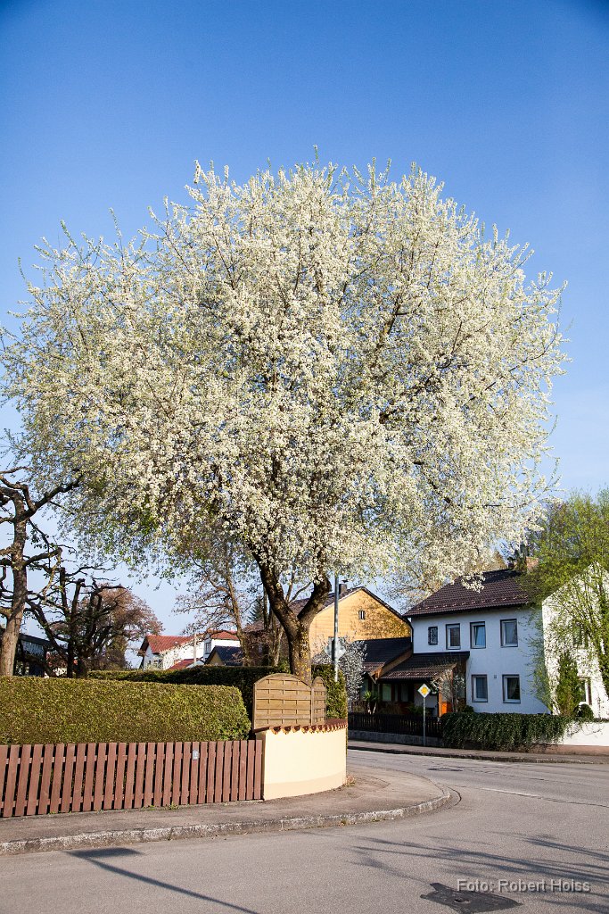 2014-04-31_13_Baumbluete_7972_RH.jpg