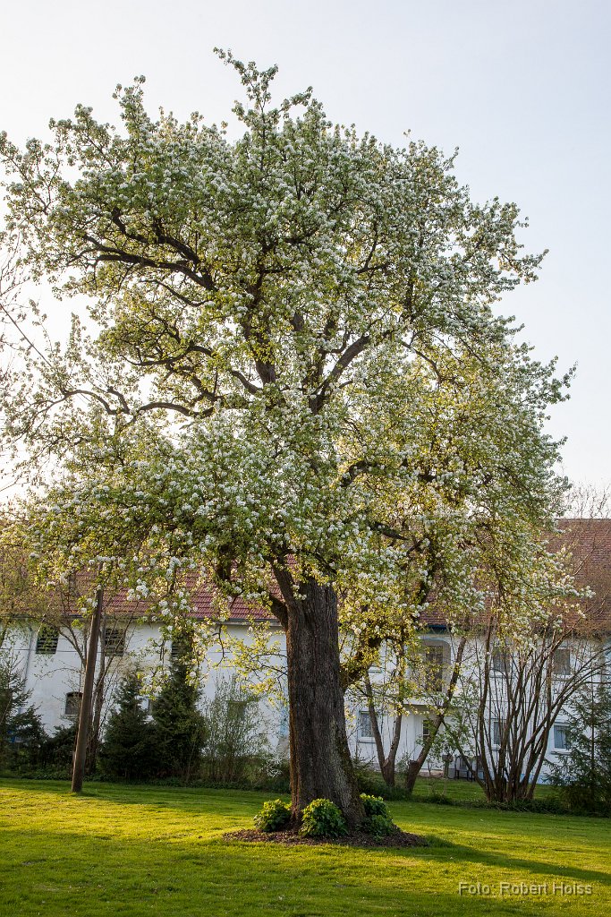 2014-04-31_14_Baumbluete_8008_RH.jpg