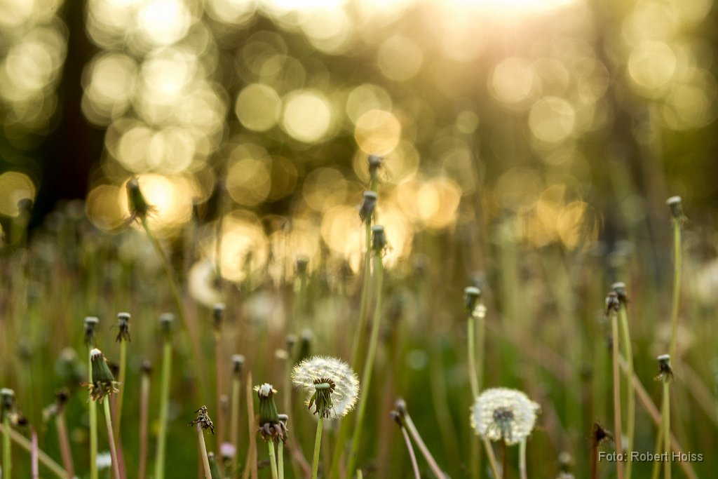 2014-05-09_01_Pusteblumen_8970_RH.jpg