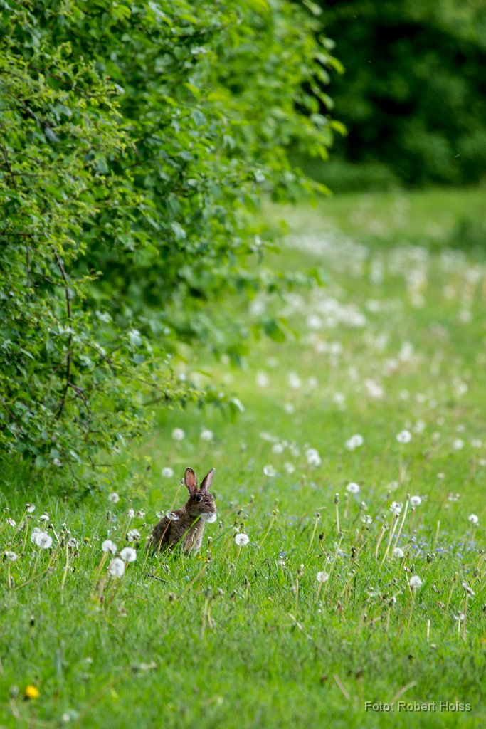 2014-05-09_21_Wildkaninchen_9026_RH.jpg