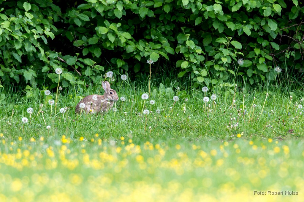 2014-05-09_22_Wildkaninchen_8939_RH.jpg