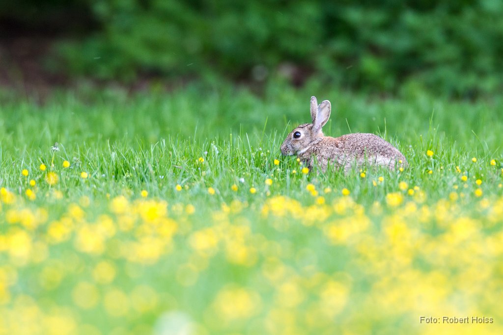 2014-05-09_23_Wildkaninchen_8944_RH.jpg
