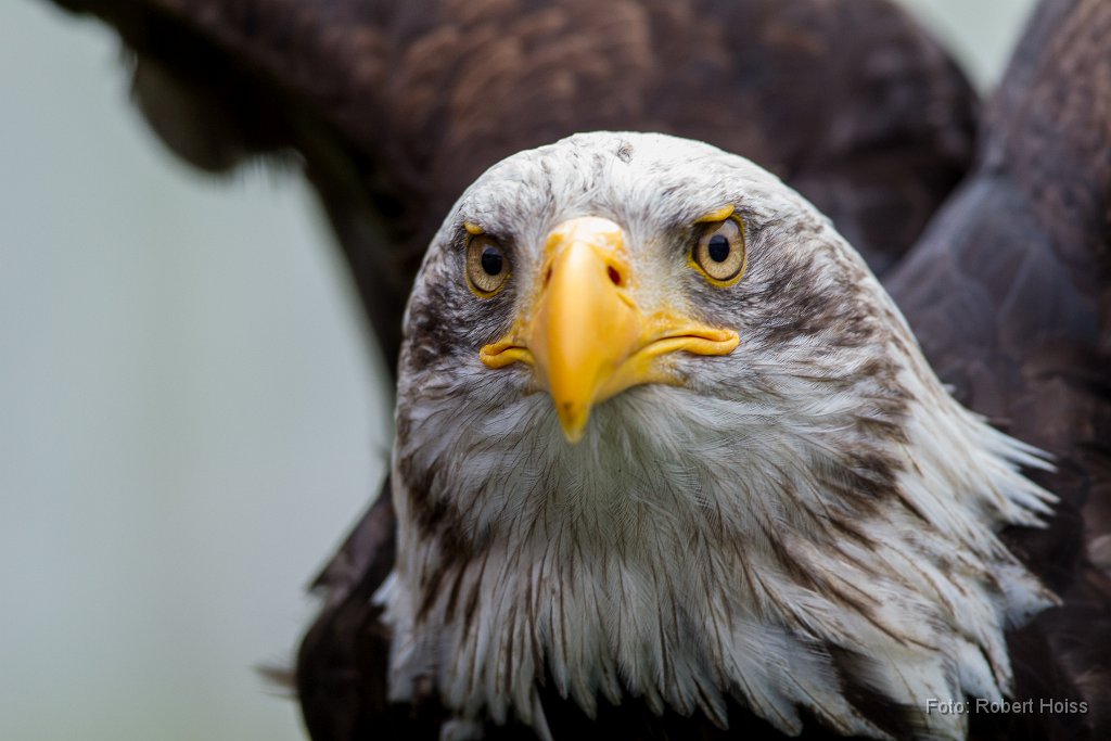2014-05-18_31_Weisskopfseeadler_0753_RH.jpg