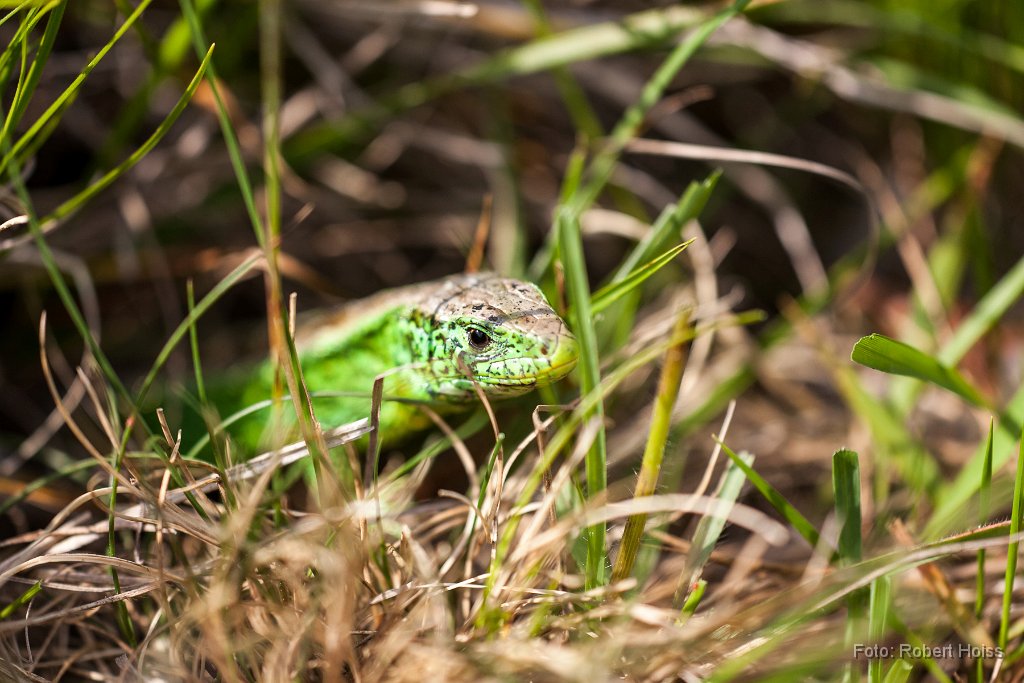 2014-05-25_41_Zauneidechsen_0594_RH.jpg