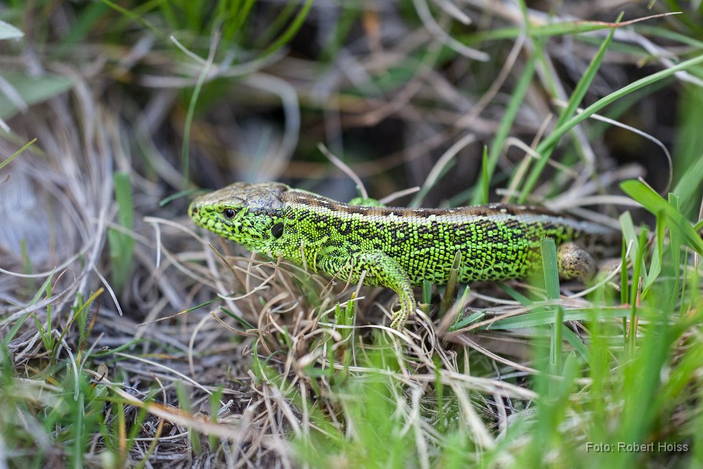 2014-05-25_45_Zauneidechsen_0675_RH.jpg