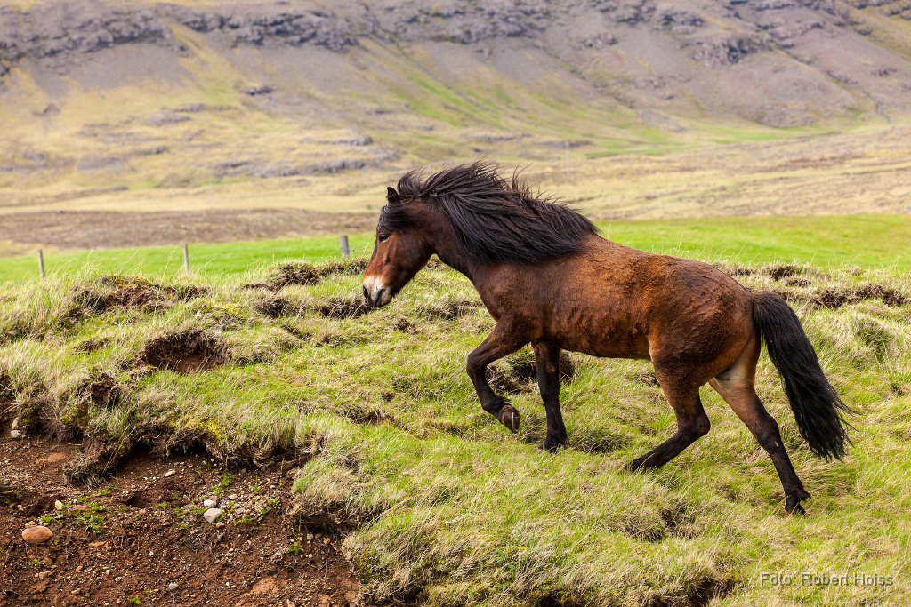 2014-06-31_11_Islandpferd_4132_RH.jpg