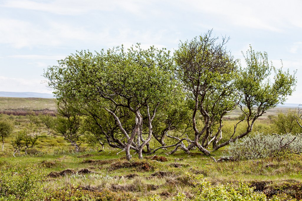 2014-06-31_35_Birken_6667_RH.jpg