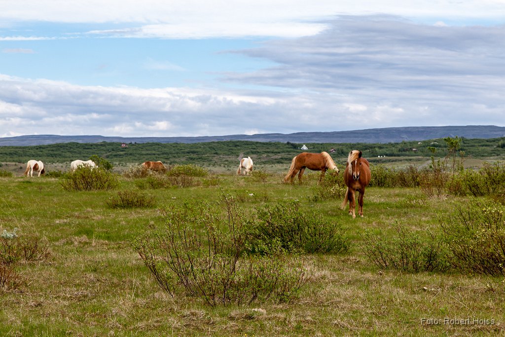 2014-06-31_36_Islandpferde_6725_RH.jpg