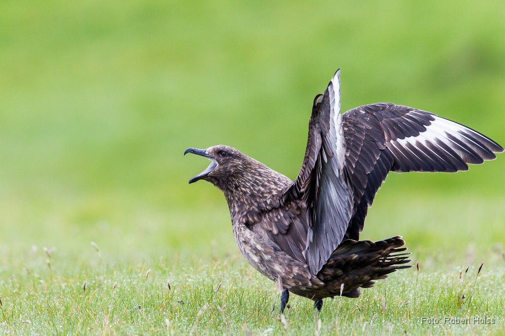 2014-06-31_41_Skua_Raubmoewe_3058_RH.jpg
